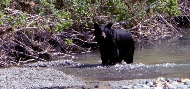 bear.jpg