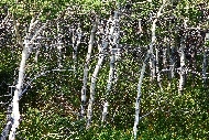 g-aspen.jpg