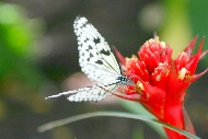 butterfly2.jpg